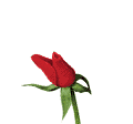 redrose.gif (8148 bytes)